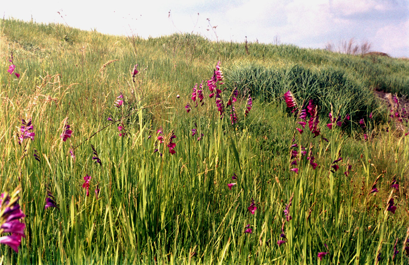 Image of Gladiolus imbricatus specimen.