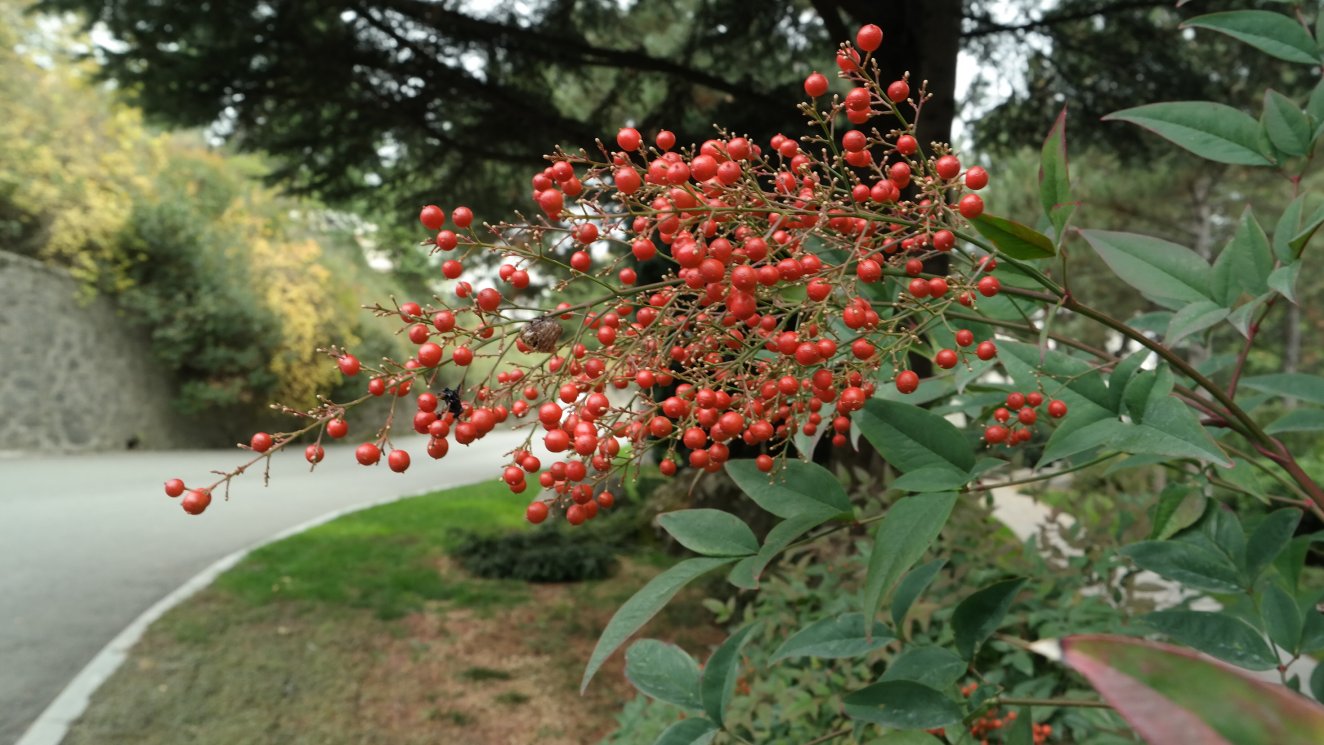 Изображение особи Nandina domestica.