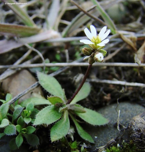 Изображение особи Erophila verna.