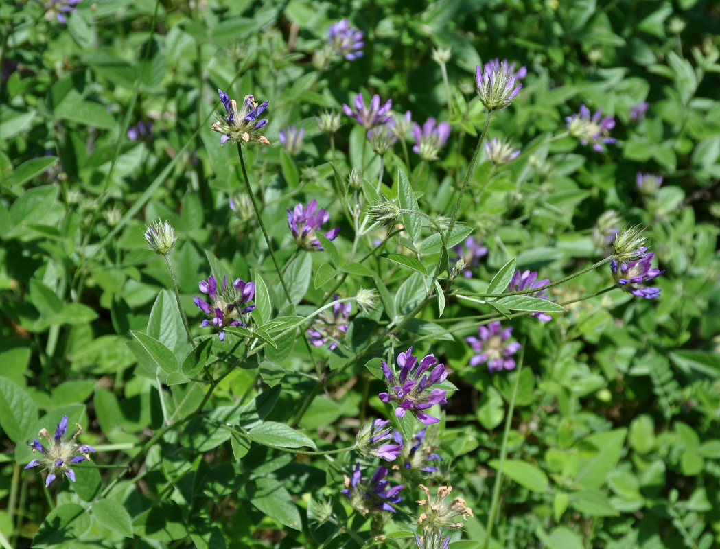 Изображение особи Psoralea bituminosa ssp. pontica.