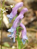 Corydalis arctica. Соцветие. Магаданская обл., окр. Магадана, п-ов Старицкого, влажный распадок. 19.07.2011.