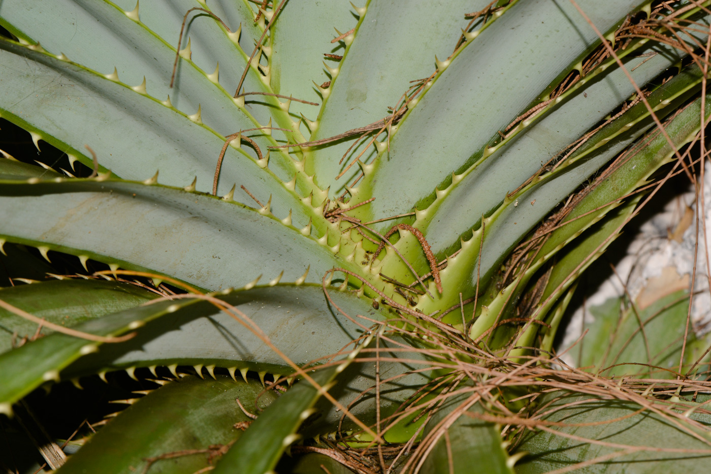 Изображение особи Pandanus tectorius.