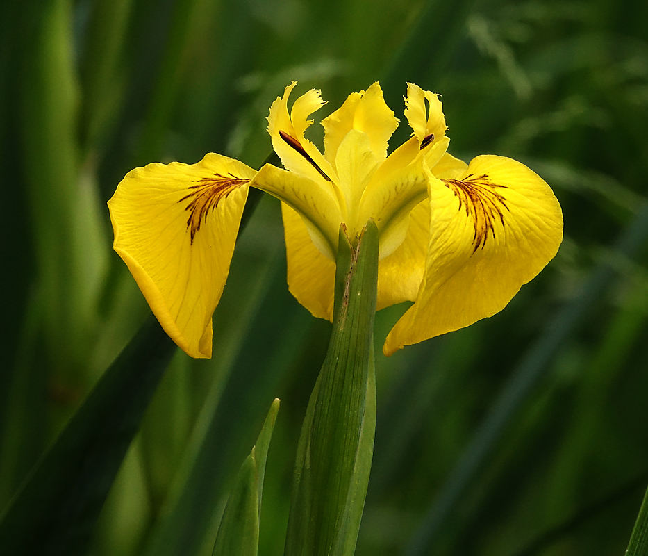 Изображение особи Iris pseudacorus.