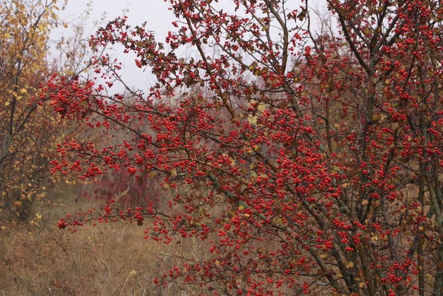 Image of Crataegus rhipidophylla specimen.