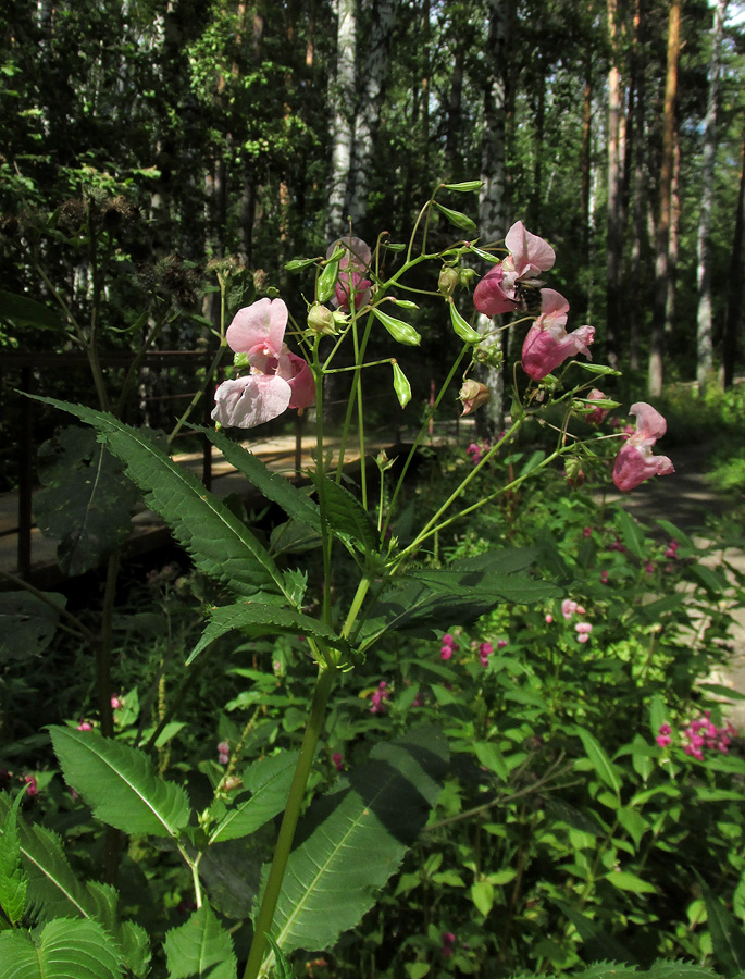 Изображение особи Impatiens glandulifera.