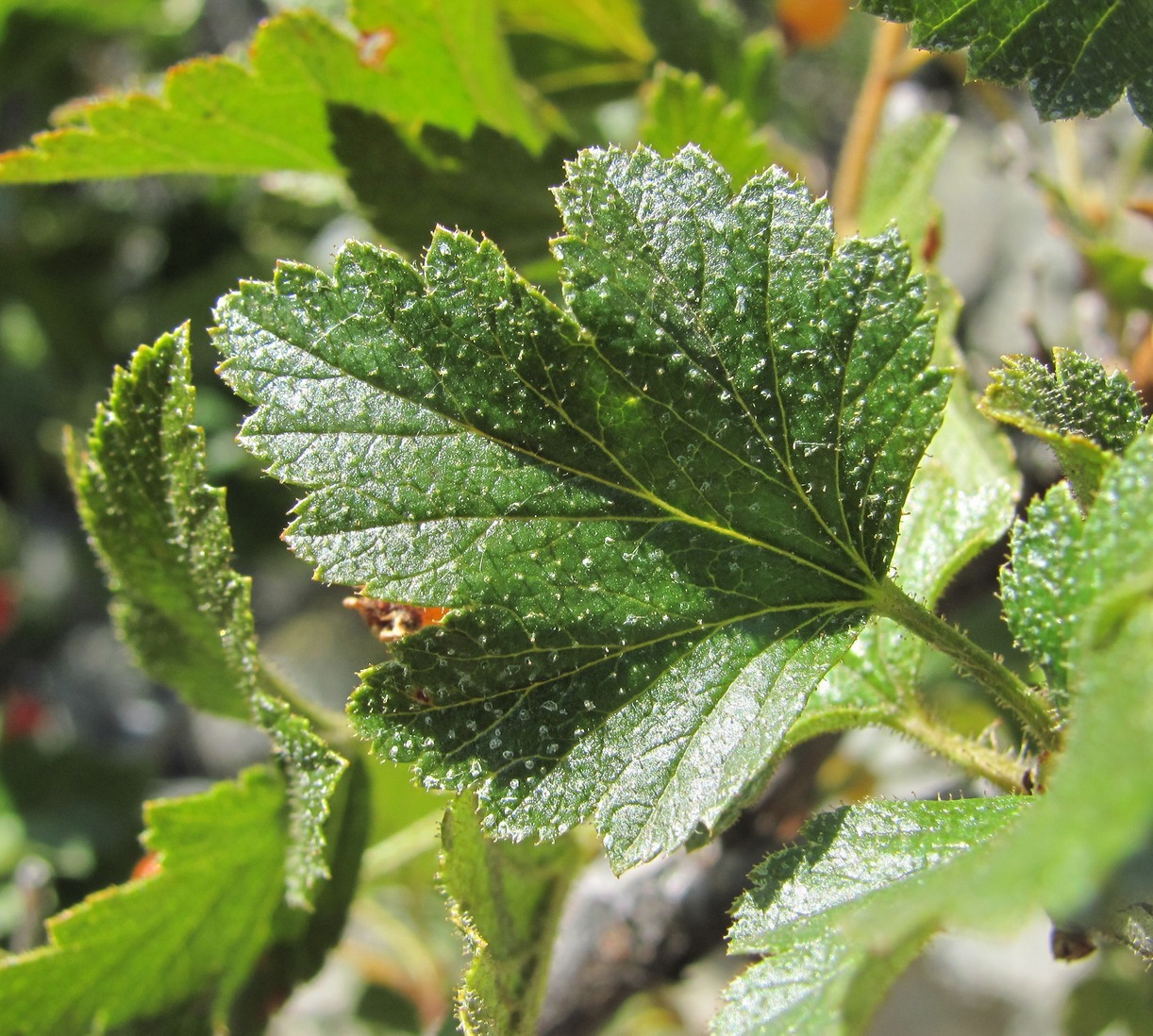 Image of Ribes orientale specimen.