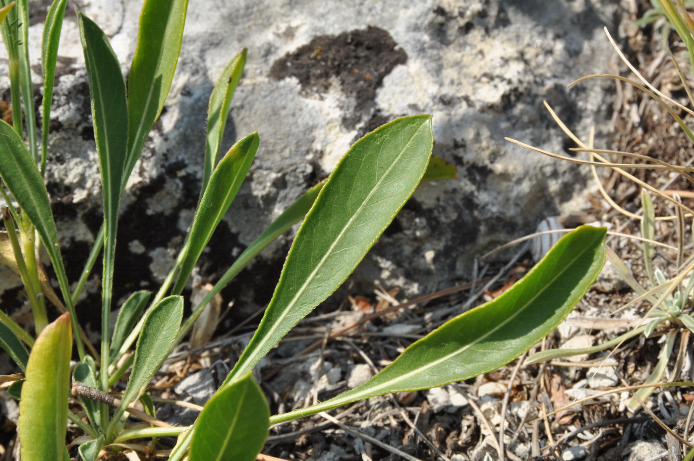 Изображение особи Cephalaria coriacea.