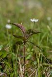 Trientalis europaea. Цветущее растение. Мурманская обл., Кольский р-н, окр. пос. Дальние Зеленцы, окр. Столбового озера, нивальная луговина на подошве склона восточной экспозиции небольшой сопки. 03.08.2017.