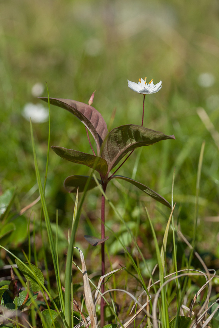 Изображение особи Trientalis europaea.