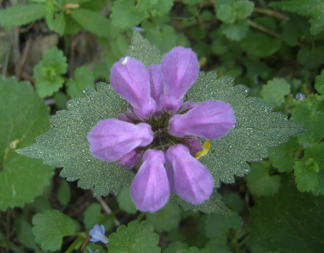 Изображение особи Lamium maculatum.