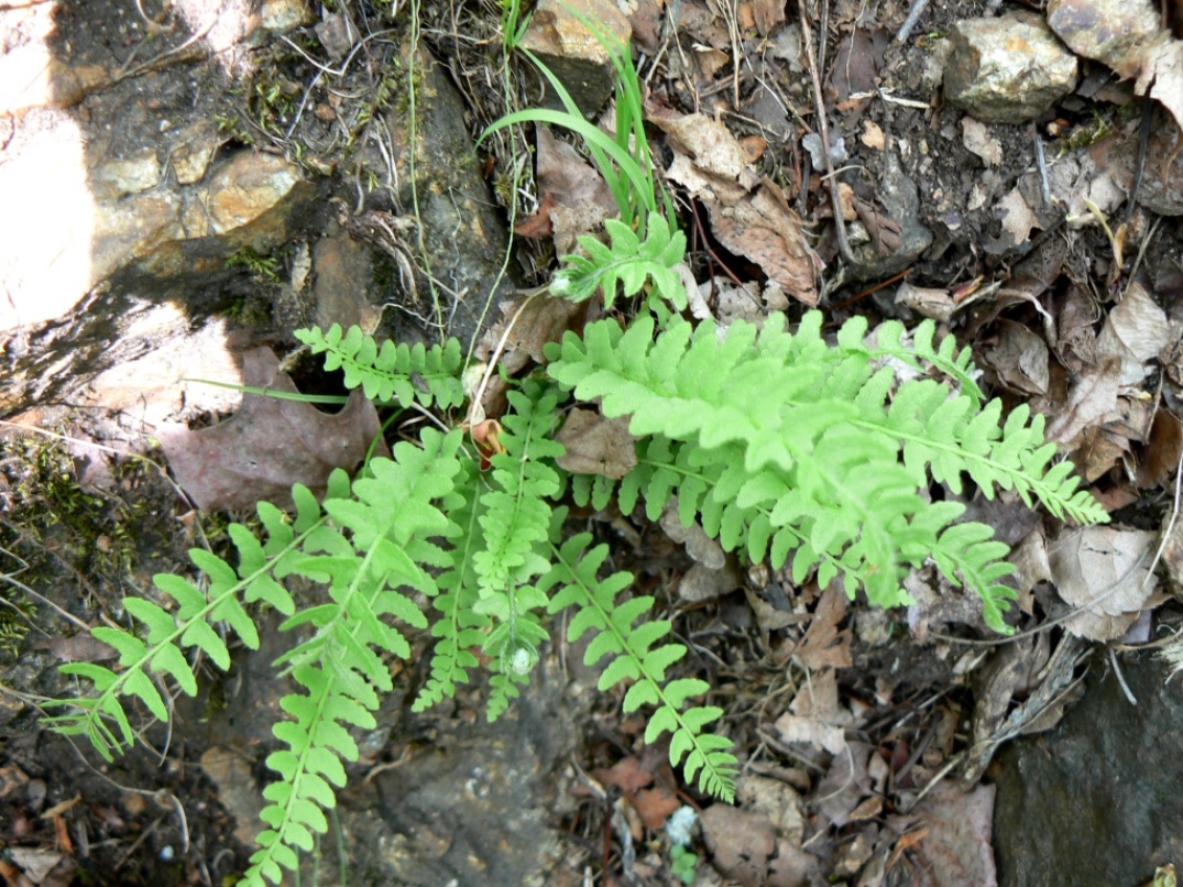Изображение особи Woodsia polystichoides.