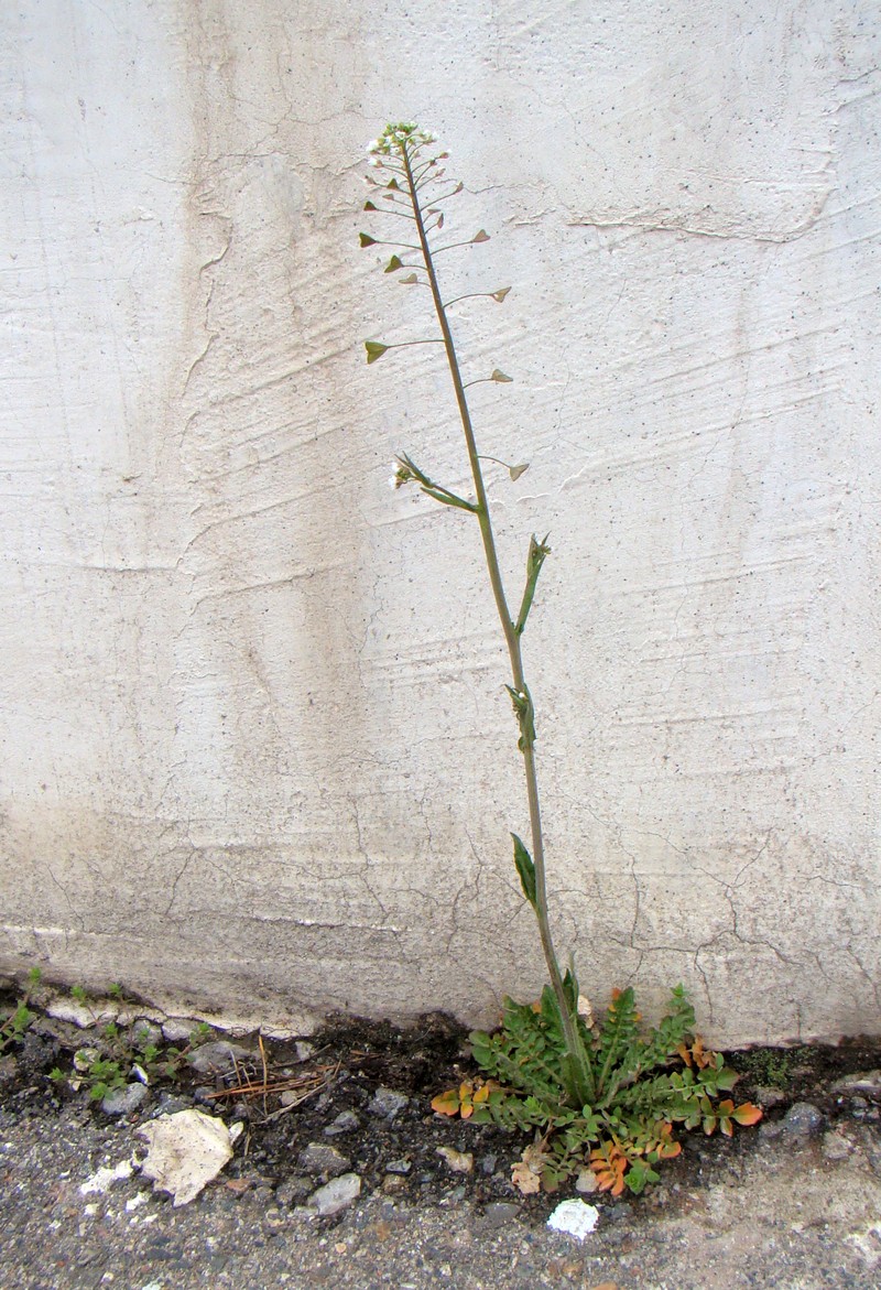 Image of Capsella bursa-pastoris specimen.