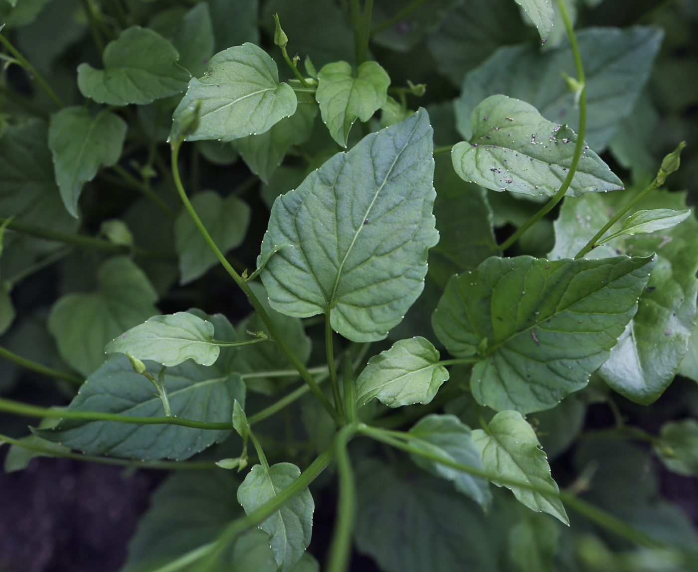 Image of Campanula carpatica specimen.