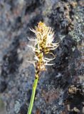 Carex arctisibirica