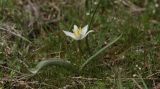 Tulipa turkestanica