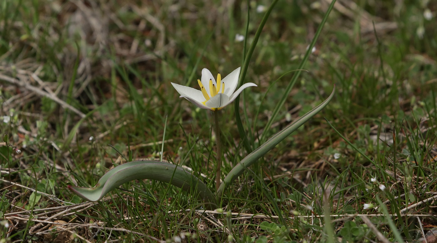 Изображение особи Tulipa turkestanica.