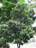 Acer tataricum. Крона цветущего дерева. Украина, г. Киев, Южная Борщаговка, ул. Симиренко. 21 мая 2010 г.