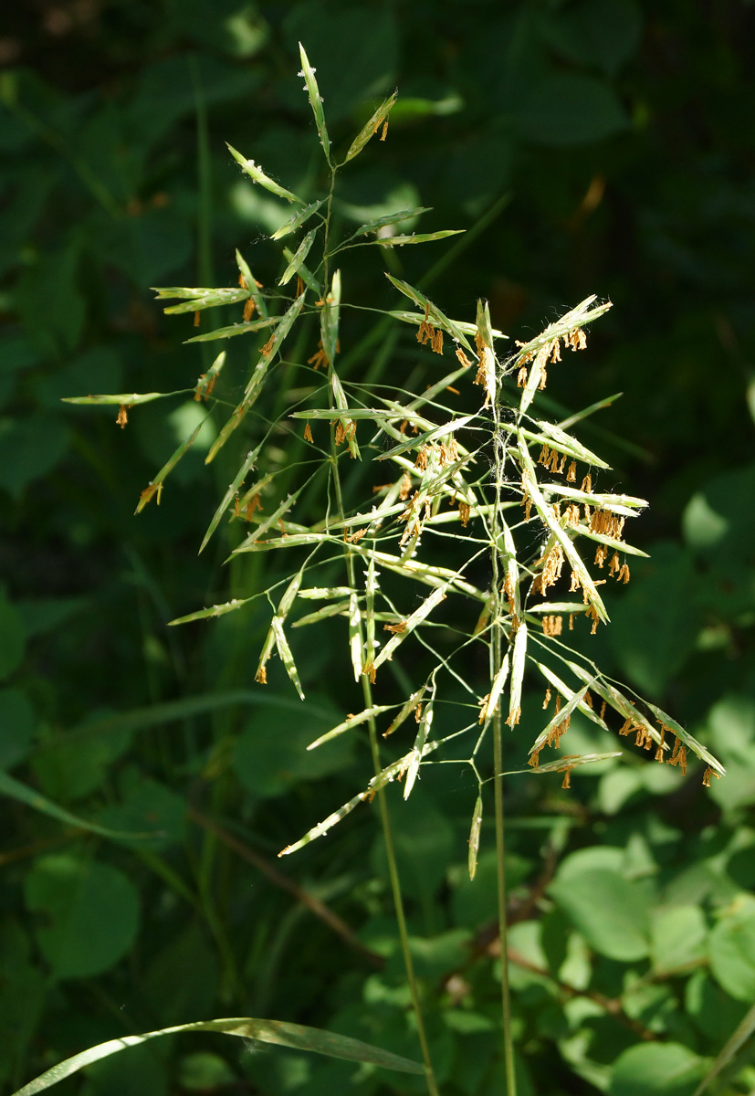 Image of Bromopsis inermis specimen.