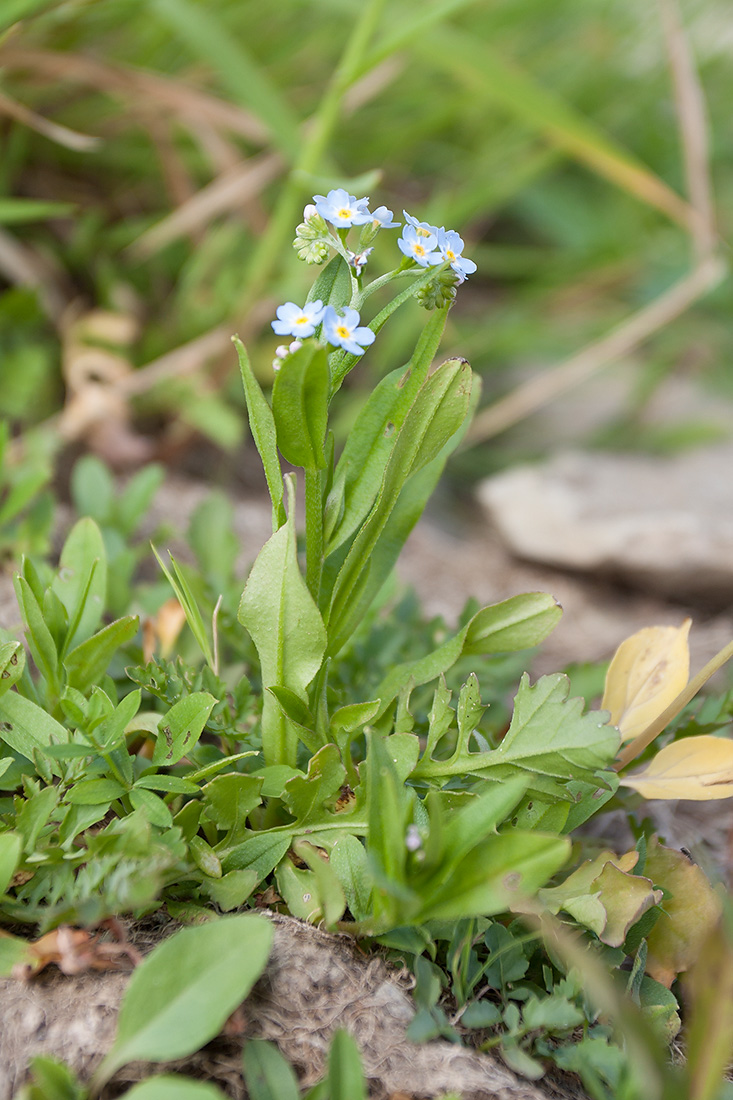 Изображение особи Myosotis lithuanica.