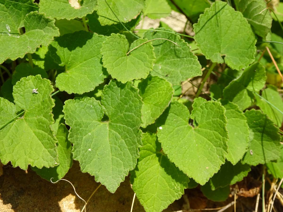 Изображение особи Campanula leskovii.