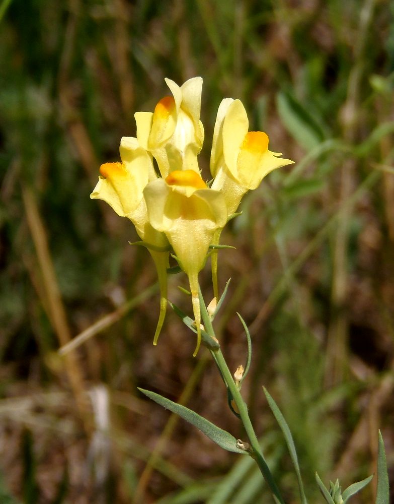 Image of Linaria biebersteinii specimen.