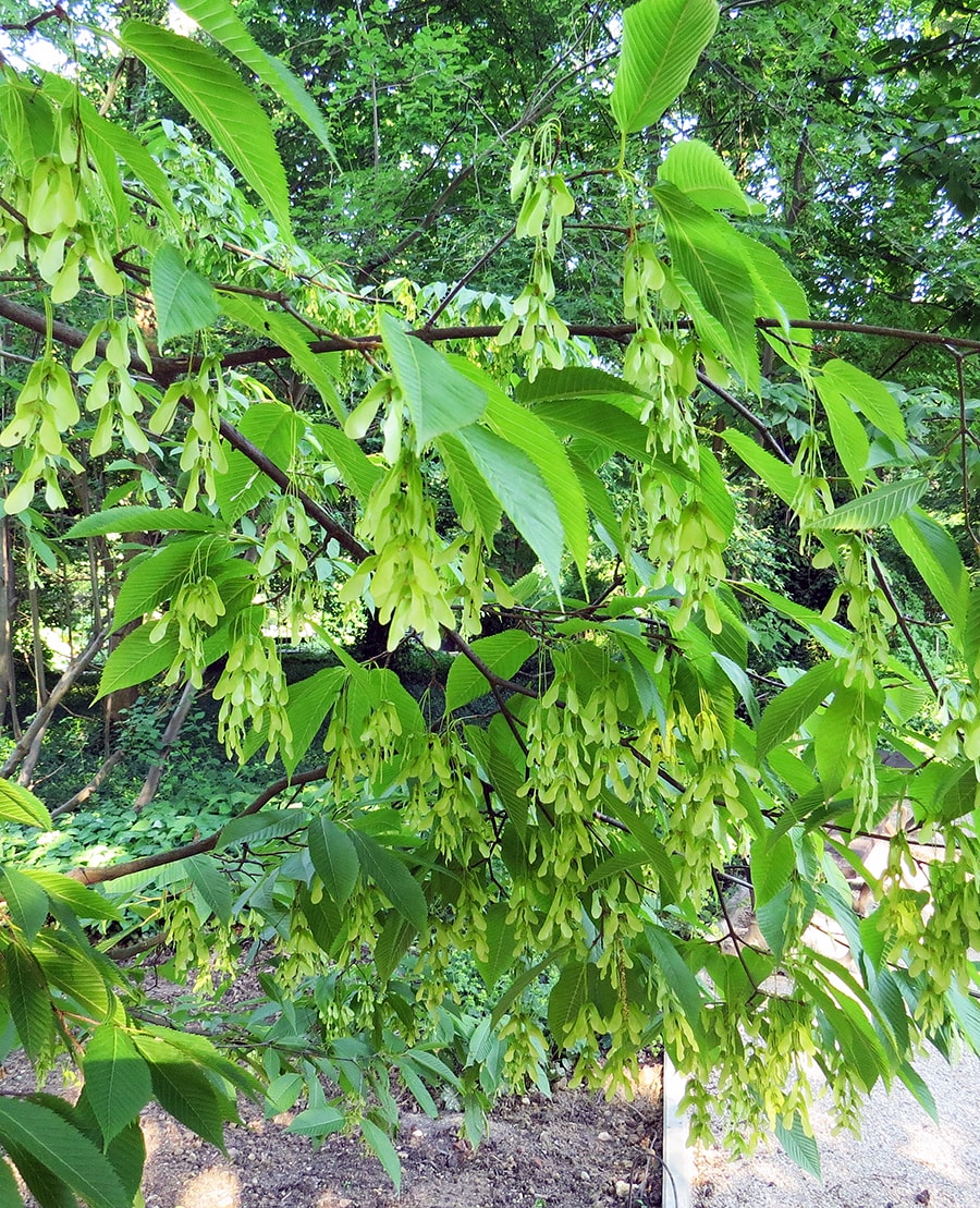 Image of Acer carpinifolium specimen.