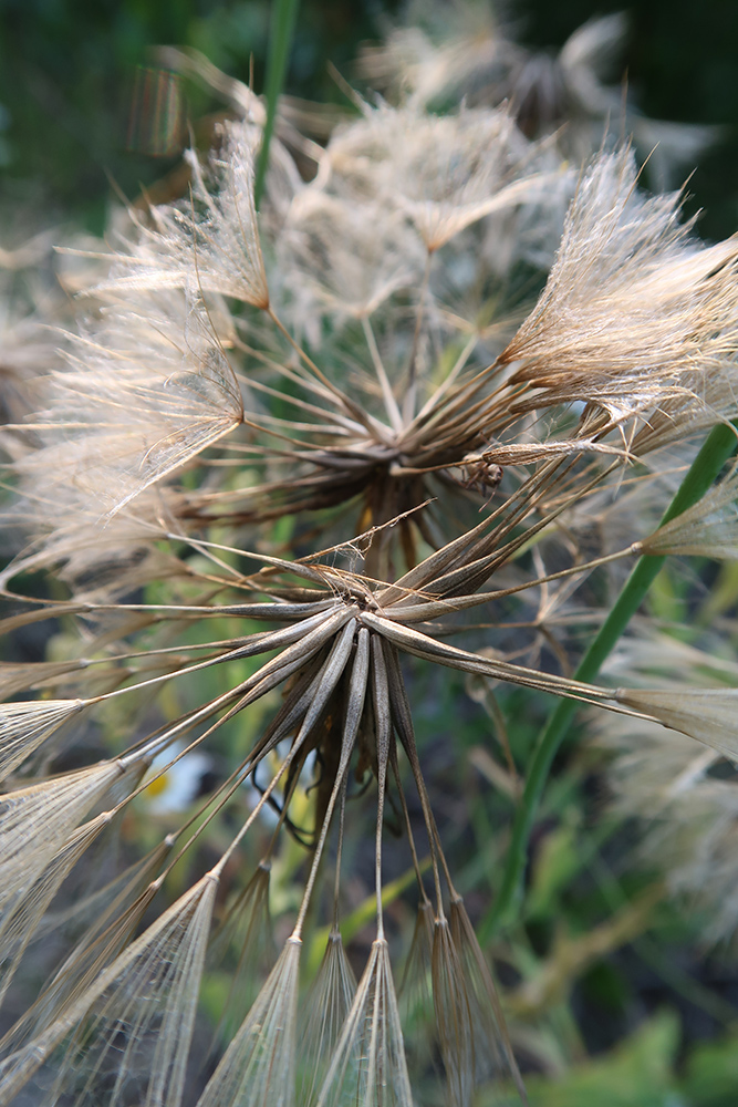 Image of Tragopogon sibiricus specimen.