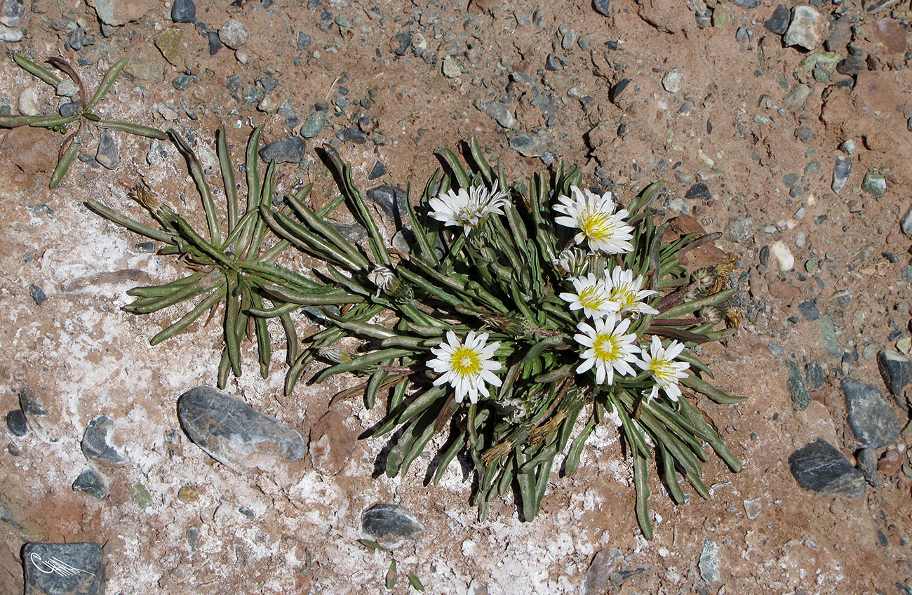 Изображение особи Taraxacum candidatum.