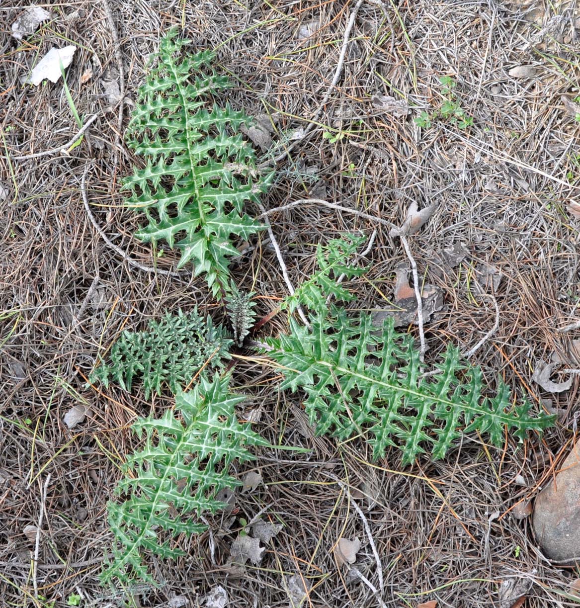 Image of familia Asteraceae specimen.