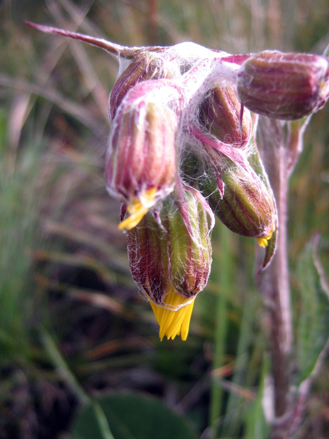 Image of Ligularia narynensis specimen.