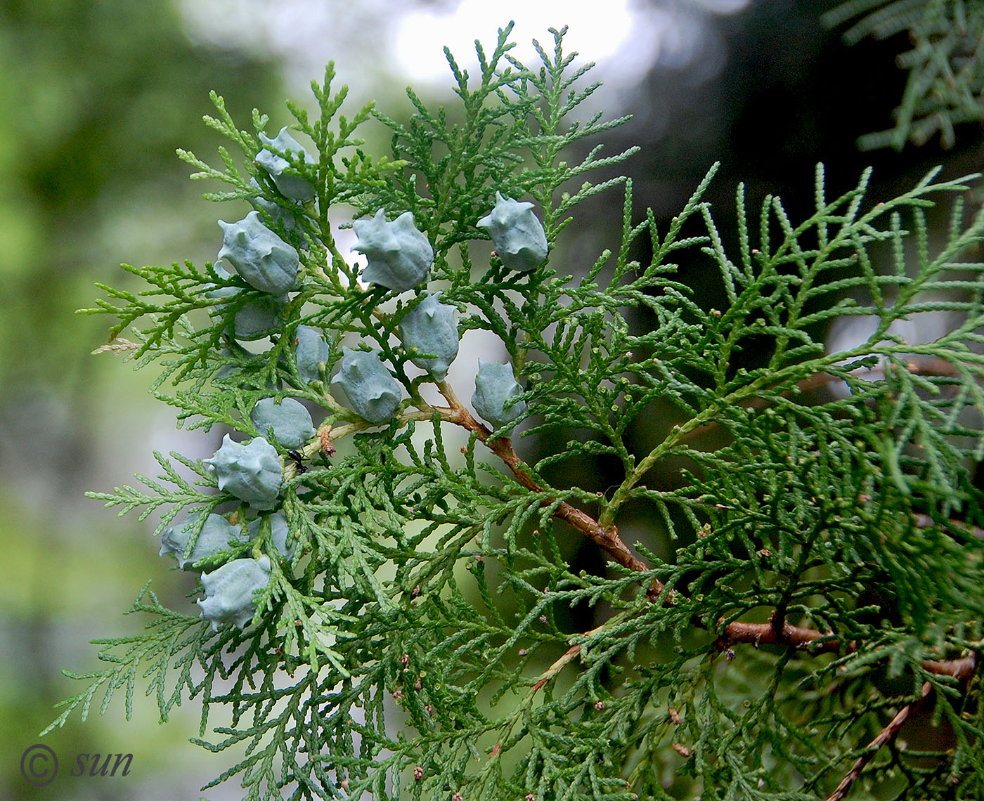 Image of Platycladus orientalis specimen.