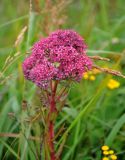 Hylotelephium triphyllum. Верхушка побега с соцветием. Владимирская обл., Суздальский р-н, окр. с. Кидекша, окраина залежи. 18.08.2019.