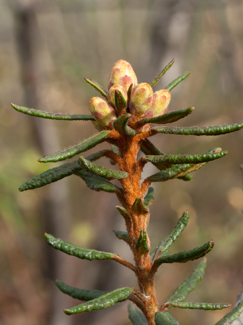 Image of Ledum palustre specimen.