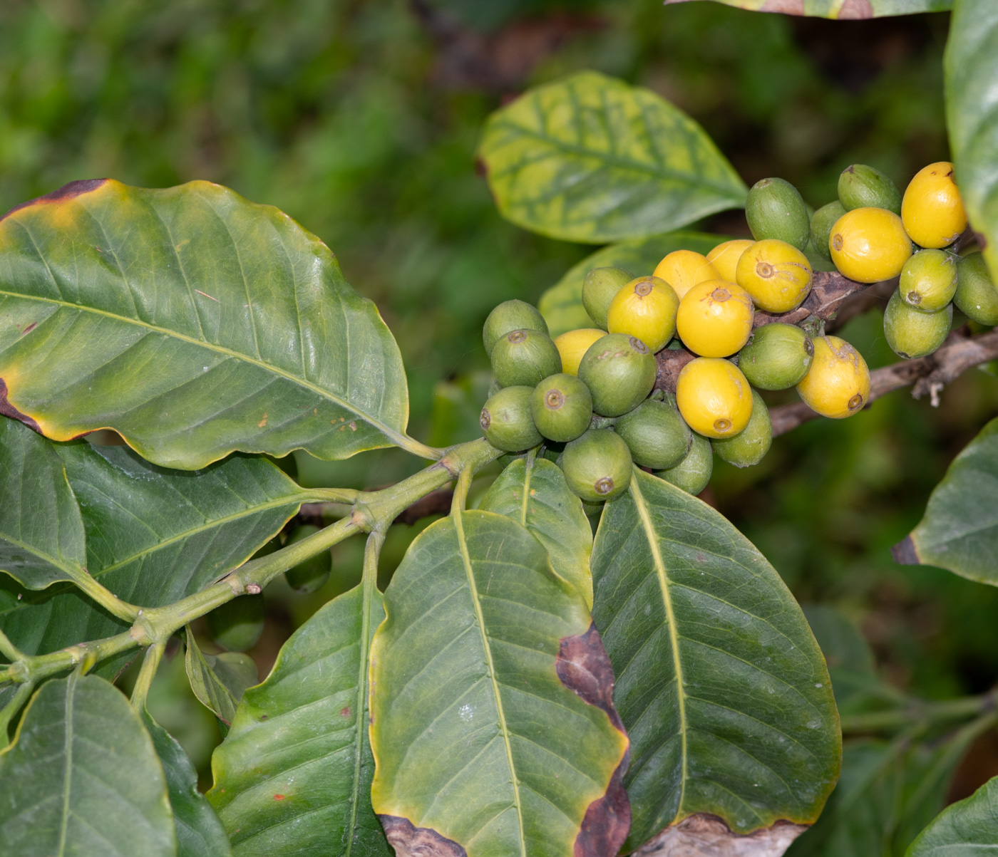 Image of Coffea arabica specimen.