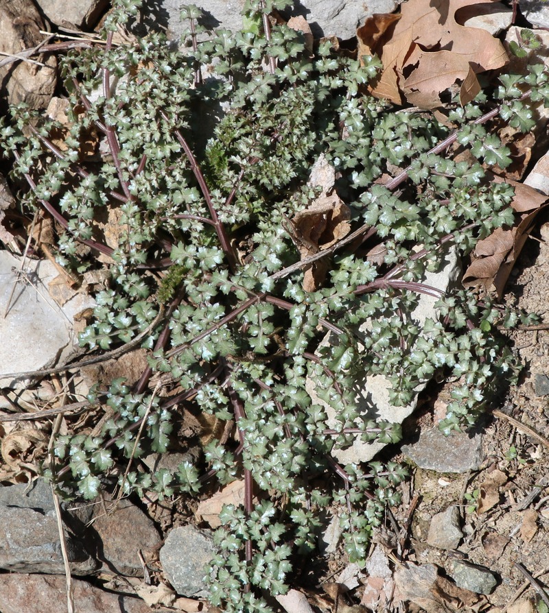 Image of Zeravschania pauciradiata specimen.