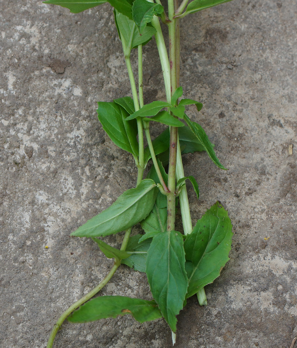 Изображение особи Epilobium adenocaulon.