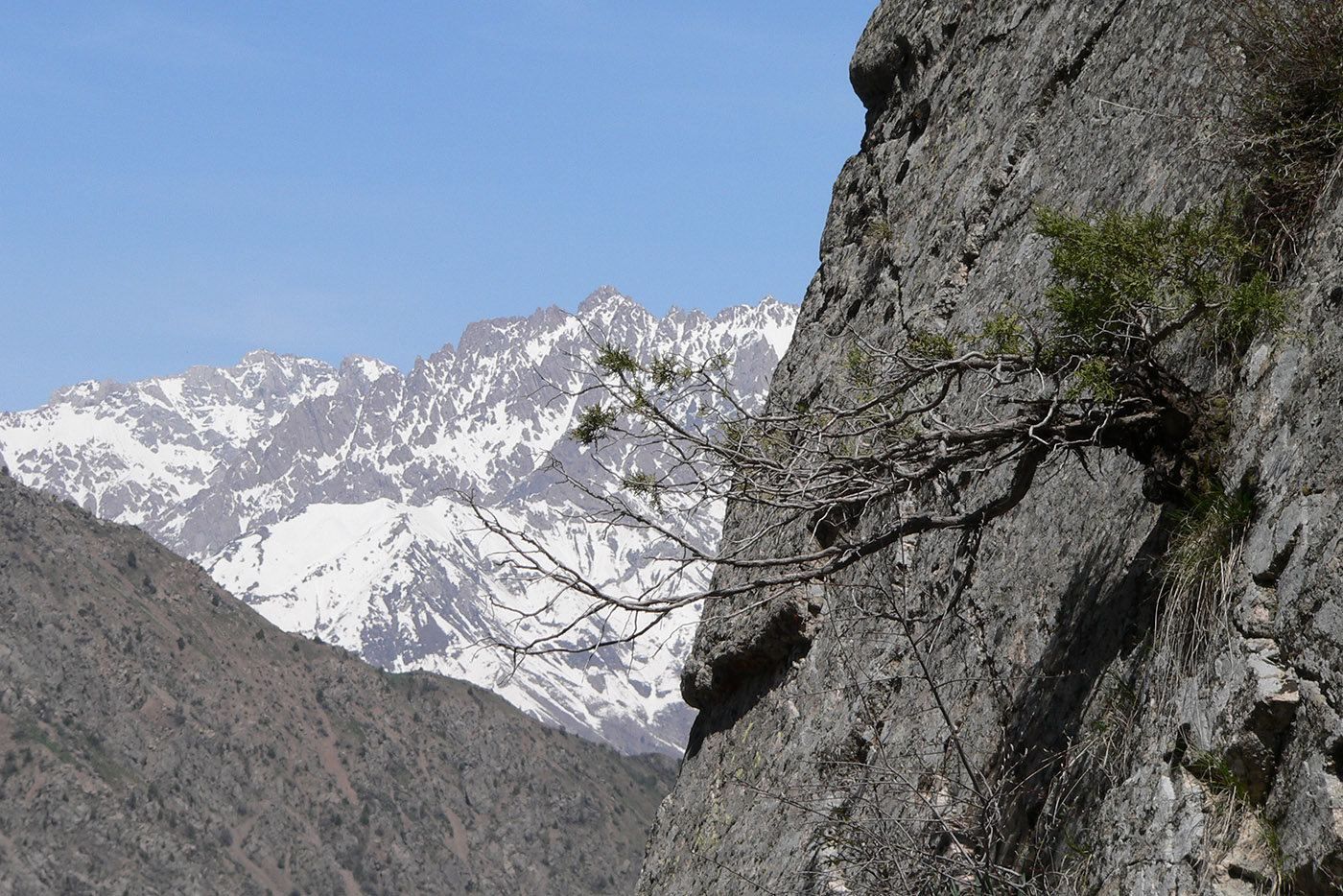 Image of Juniperus seravschanica specimen.