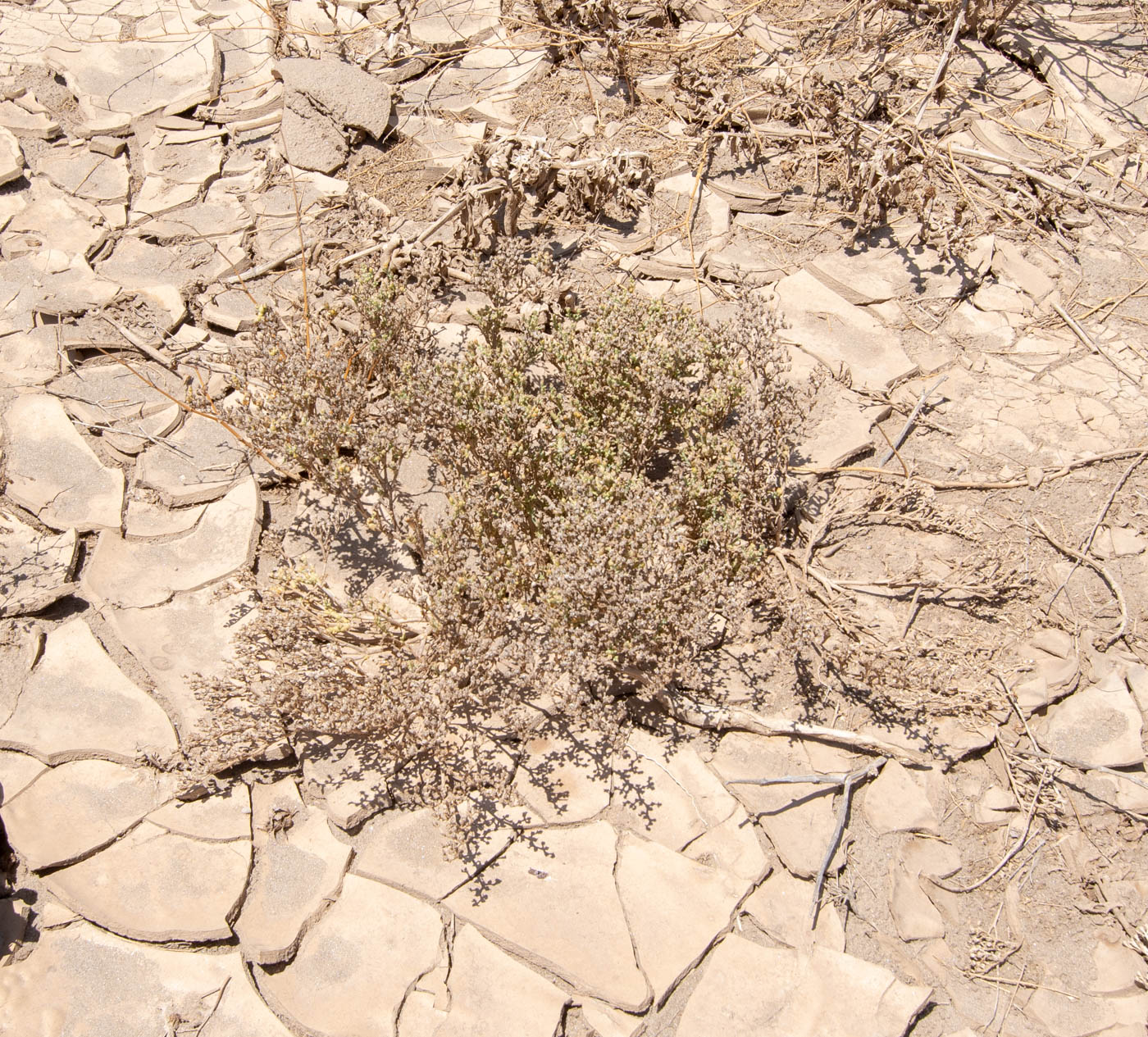 Image of genus Brownanthus specimen.