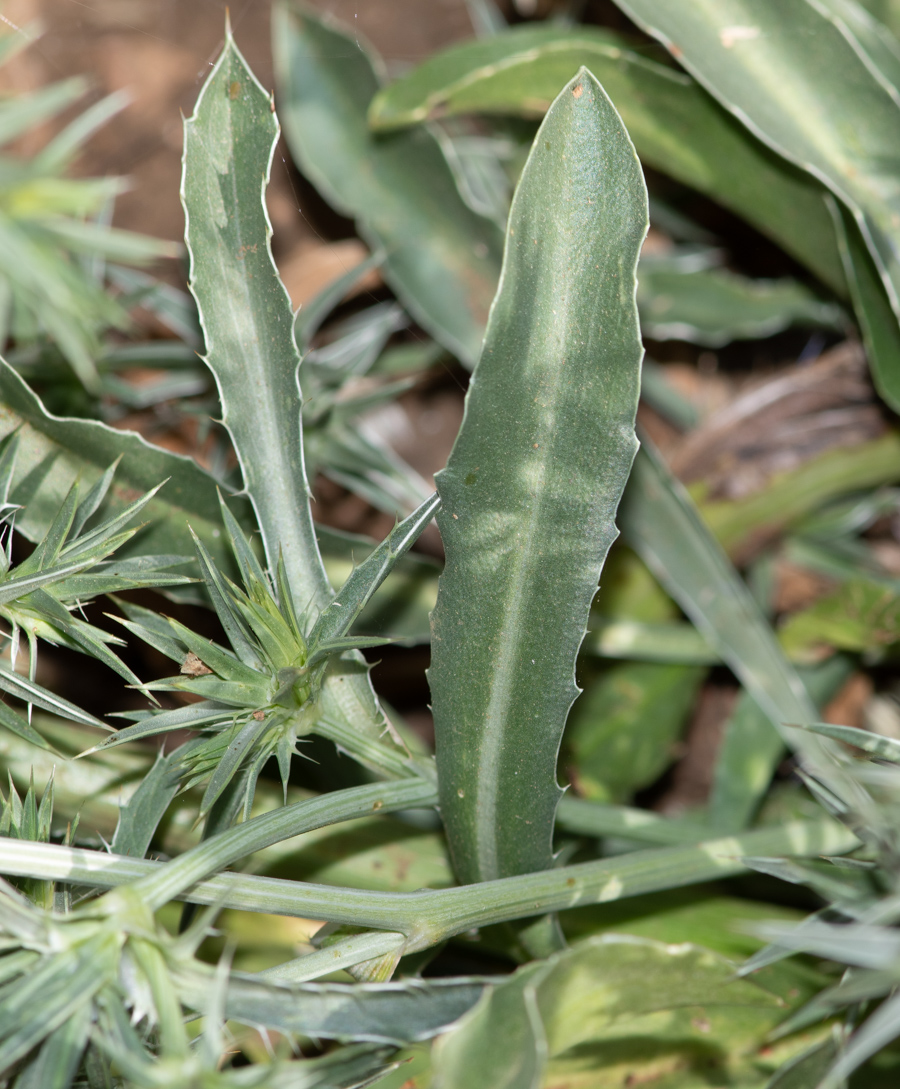 Image of Eryngium pusillum specimen.