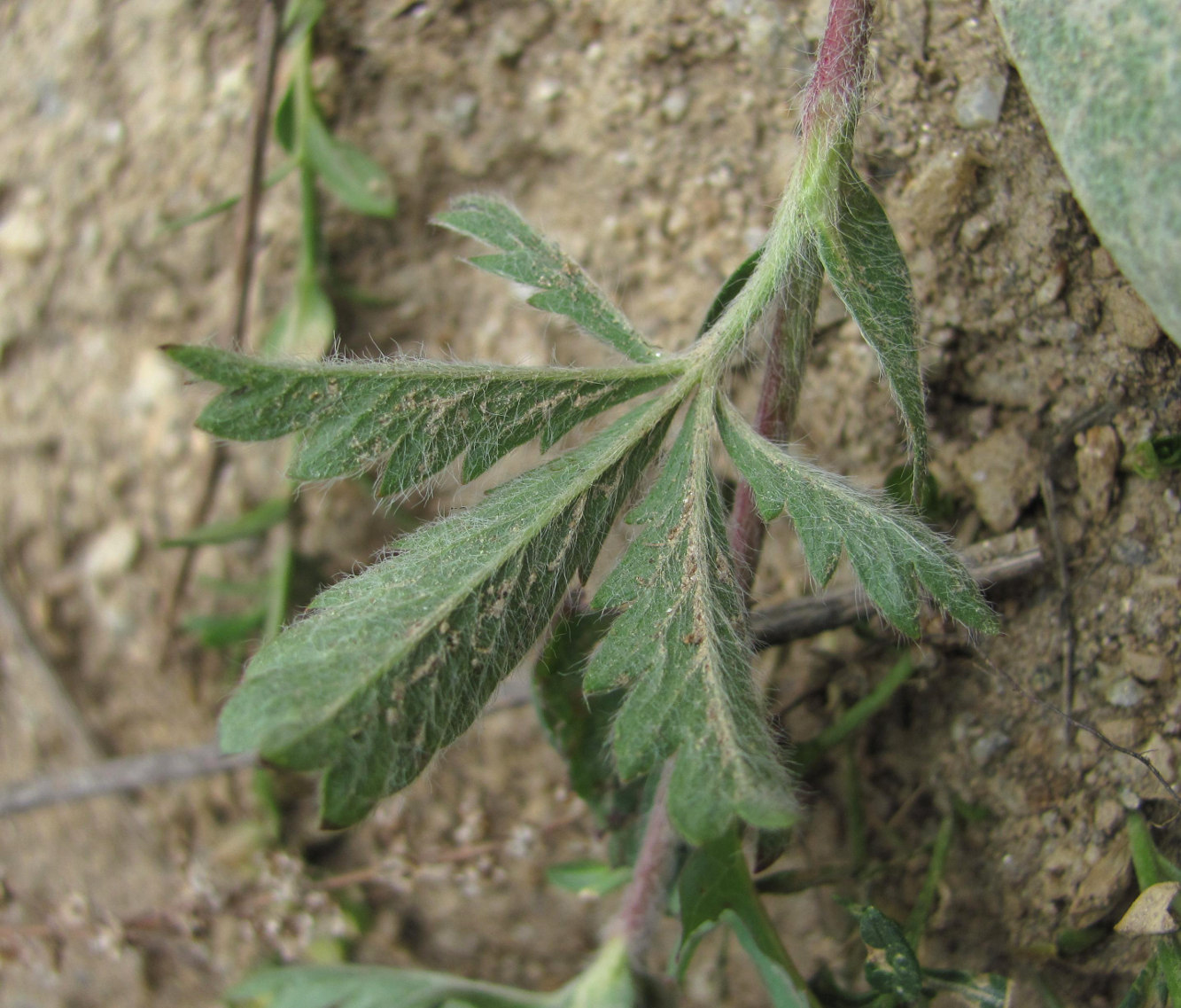 Image of Potentilla recta ssp. pilosa specimen.