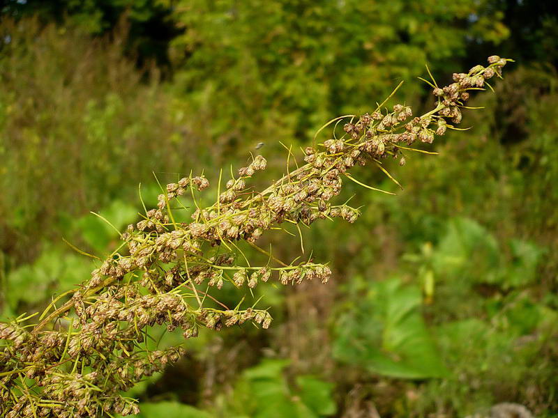 Изображение особи Artemisia abrotanum.