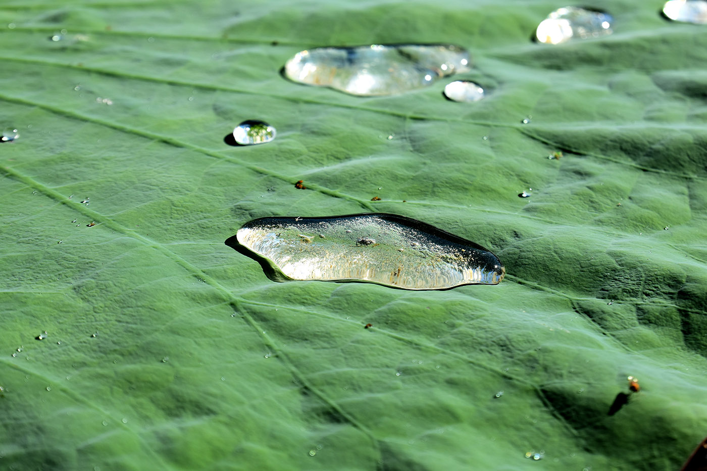 Image of Nelumbo caspica specimen.