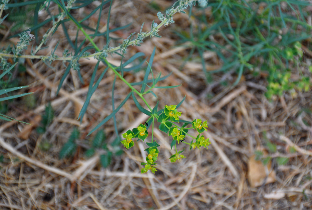 Image of Euphorbia virgata specimen.