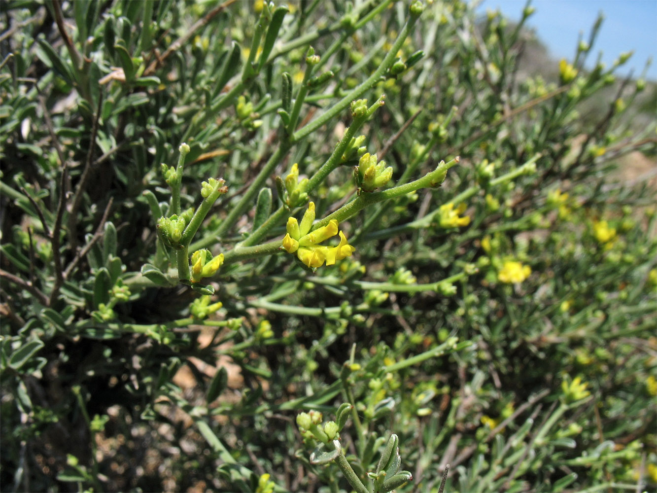 Image of Anthyllis hermanniae specimen.