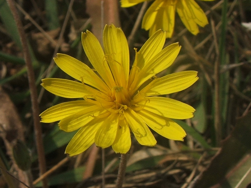 Изображение особи Taraxacum salsum.