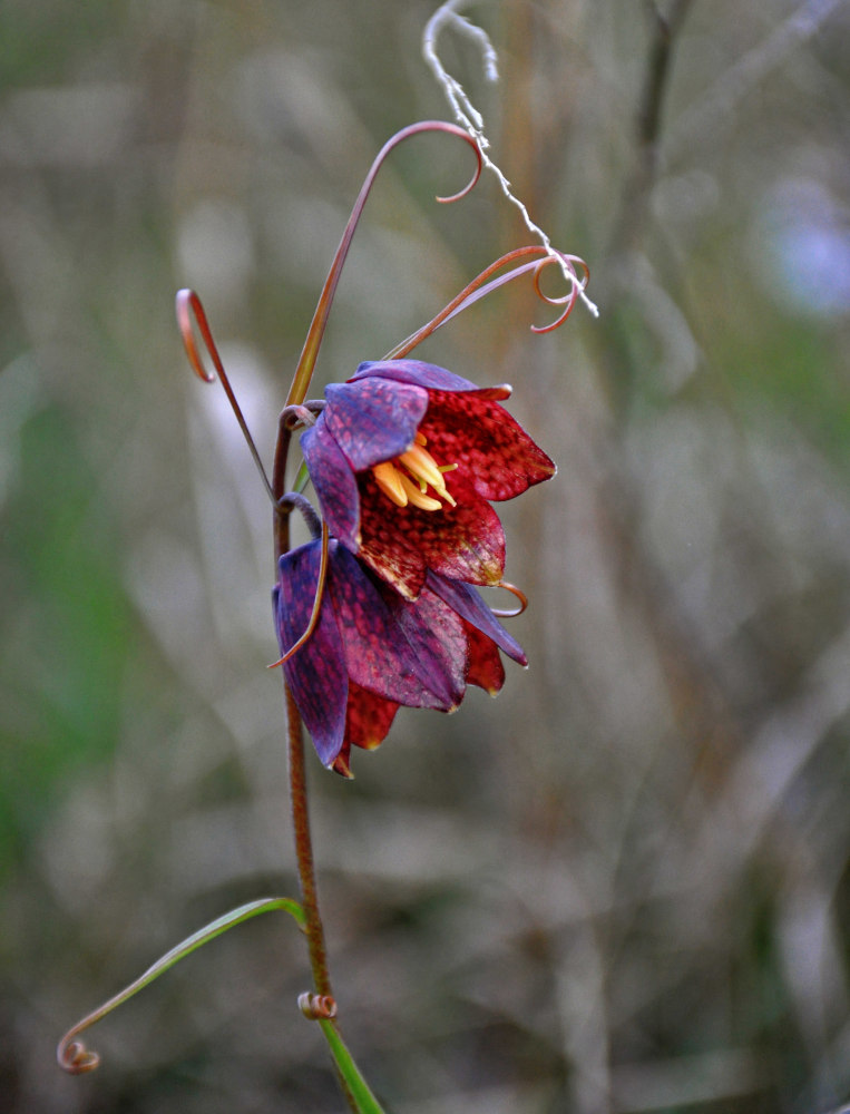 Изображение особи Fritillaria ruthenica.