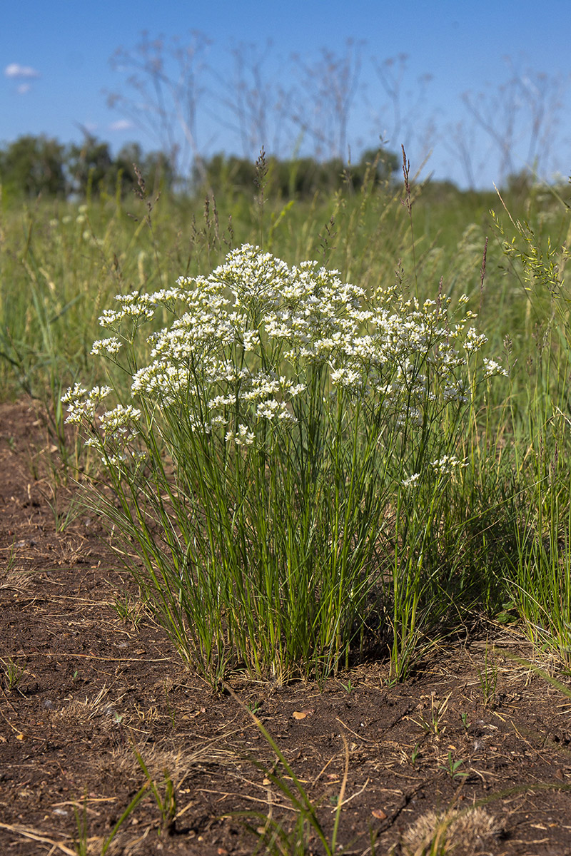 Image of Eremogone longifolia specimen.