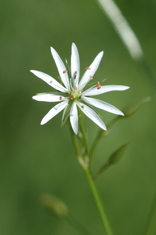 Изображение особи Stellaria graminea.