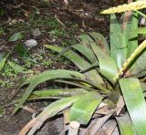 Tillandsia fendleri. Листья. Перу, регион Куско, провинция Урубамба, окр. пос. Machupicchu, ботанический сад \"Jardines de Mandor\". 20.10.2019.