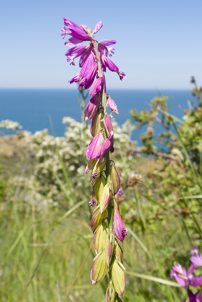 Image of Polygala major specimen.